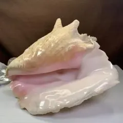 2026年最新】貝 コンクシェルの人気アイテム - メルカリ