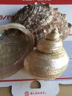 貝殻　（b）パールサザエ ・天然あわび貝殻 セット！