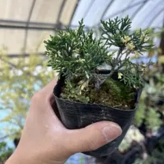 盆栽真柏斑入りのサムネイル