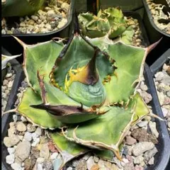 2026年最新】緑犀牛の人気アイテム - メルカリ