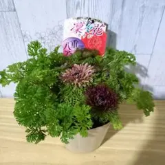 sako様 リクエスト 3点 まとめ商品