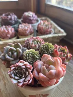 多肉☆エケベリア・６種・カット苗