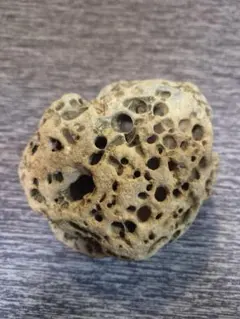 ハチの巣 標本 自然素材 約10cm - メルカリ