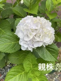 鹿野の華 ② 画像更新 ポットのままお届け ヤマアジサイ 紫陽花 - メルカリ