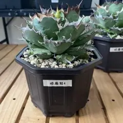 Masa_227様 リクエスト 2点 まとめ商品