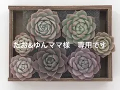 たお&ゆんママ様　専用です