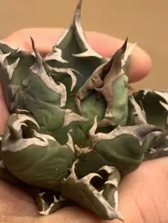 2026年最新】アガベ台湾ゴジラの人気アイテム - メルカリ