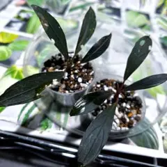水中葉】Bucephalandra sp. Ghost Kalimantan - メルカリ