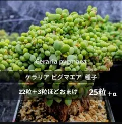 ケラリア ピグマエア の種 自家採種 25粒＋α 7/23 〜 採種 匿名配送品のサムネイル