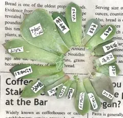 2025年最新】ぼのぼのさん苗の人気アイテム - メルカリ