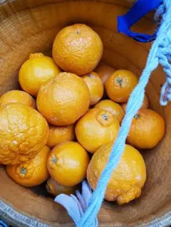 トイトイ様専用　不知火　家庭用　9キロ