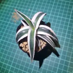 2025年最新】アガベ 笹の雪 氷山の人気アイテム - メルカリ