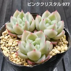 ピンククリスタル 3株 977 エケベリア 多肉植物 抜き苗