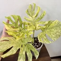 超希少】モンステラレガシーMonstera Legacy Variegata☆ - メルカリ
