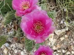 opuntia chrytaltide nebraska サボテン オプンチア | Mercari