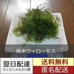 2026年最新】南米ウィローモスの人気アイテム - メルカリ