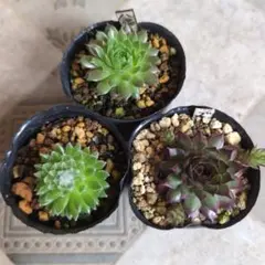 センペルビウム Sandi Lu Sandi Lu センペルビウム 多肉植物 - メルカリ