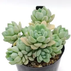 多肉植物♡小苗10種類抜き苗♡メイプルハニー リンダリンダ アモーレパーティー他 メルカリ