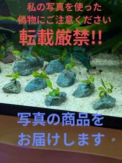 ミクロソリウム　プテロプス8株青石付きのサムネイル