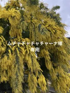 ムチャチャチャチャーナ様 専用　 銀葉アカシア