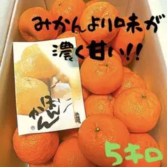 2026年最新】山北ハウスみかんの人気アイテム - メルカリ