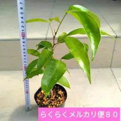 カニステル エッグフルーツ 農家直送 苗 熱帯果樹 実生苗 果樹 - メルカリ