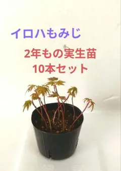 2026年最新】イロハモミジ 種の人気アイテム - メルカリ
