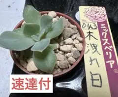 ぱんだこぱんだ様 リクエスト 2点 まとめ商品