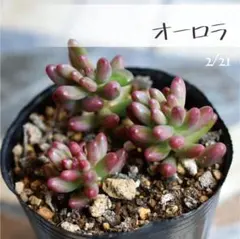 ちょこ様 リクエスト 2点 まとめ商品《抜き苗》