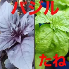 バジル　種　2種類　種　セット売り