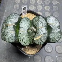 酒楽　ハオルチア