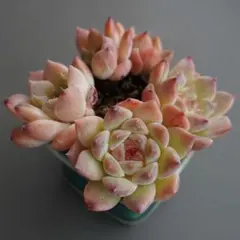 023多肉植物 エケベリア ヒョウハク 抜き苗 特選4苗セット❣️ - メルカリ