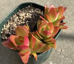 富岡義勇☆彡⚠️プロフィール必読⚠️様 リクエスト 2点 まとめ商品