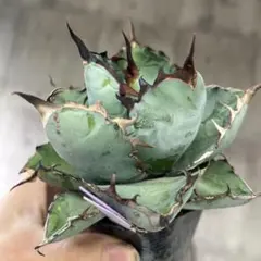 【最後の株 レア 限定品】チタノタ『◤悪魔BB◢ブラックアンドブルー』子株約5株 最後の株 レア 限定品】チタノタ『◤悪魔BB◢ブラックアンドブルー