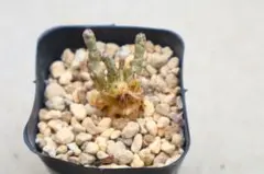 キ*ク様 チレコドン・群卵のサムネイル