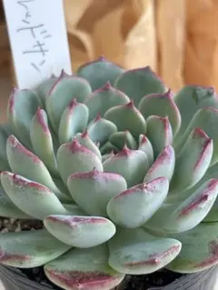 多肉植物❤️レッドサン　エケベリア❤️韓国苗　抜き苗