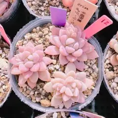 *&*&*様 リクエスト 2点 まとめ商品