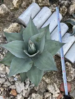 MOKA様 リクエスト 2点 まとめ商品