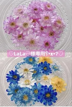♡LaLa♡様専用　マトリカリア　　　　　　　　　　ドライフラワー