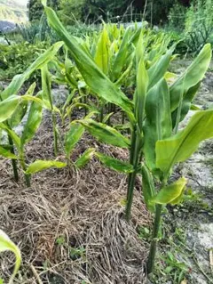 無農薬栽培　みょうが　ミョウガ　茗荷の苗5本のサムネイル