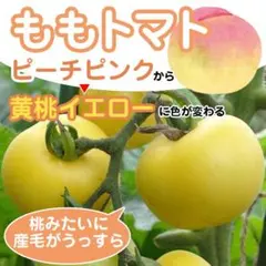 ユキオ様専用