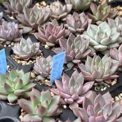 韓国苗 15苗ちびちゃん詰め合わせ！多肉植物 MIX苗 交配苗など