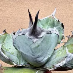 最高峰極上株 アガベ チタノタ オアハカ OAXACA 胴切り天芽（発根済み