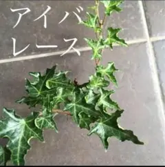 アイビー　へデラ　アイバレース　カット苗のサムネイル