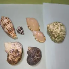貝標本 世界で一番美しいCUBAのカラフルカタツムリ セット品 - メルカリ