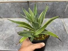 2025年最新】アガベ・ベネズエラの人気アイテム - メルカリ