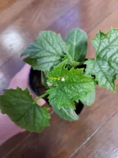 *´꒳`*)✿幸様 リクエスト 2点 まとめ商品