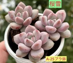 真弓様 リクエスト 2点 まとめ商品