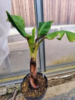 メルモン様 リクエスト 3点 まとめ商品