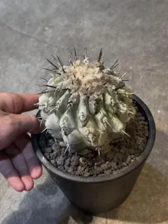 2025年最新】コピアポア 黒王丸の人気アイテム - メルカリ